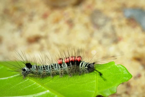Yeşil yaprakları bir tırtıl böcek görüntüsü. Böcek hayvan — Stok fotoğraf