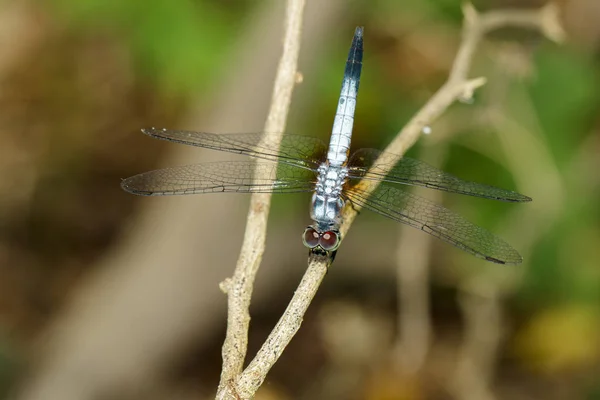 Bild des blauen Bindestrich-Schmetterlings (brachydiplax chalybea) auf grünem l — Stockfoto