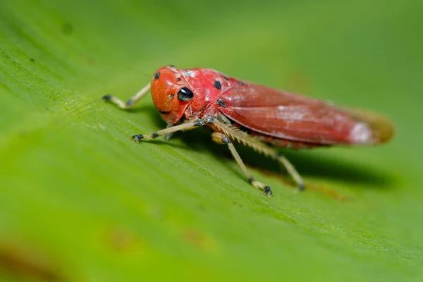 Image de cicadelle rouge (Bothrogonia sp., Cicadellidae / Homoptera ) — Photo