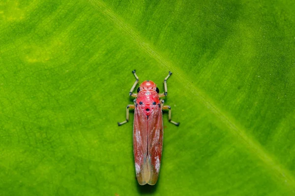 Kırmızı leafhopper (Bothrogonia sp., Cicadellidae/Homoptera görüntüsünü) — Stok fotoğraf