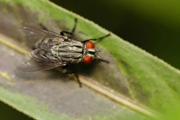 Wizerunek much (Diptera) na zielonych liściach. Zwierzęta owadów — Zdjęcie stockowe