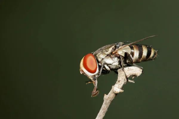 Obrazu muchówek (Diptera) na gałęzi. Owad zwierzę — Zdjęcie stockowe