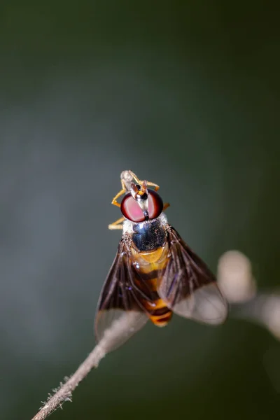 Imagem de um drosophila melanogaster em um ramo. Inseto animal (D — Fotografia de Stock