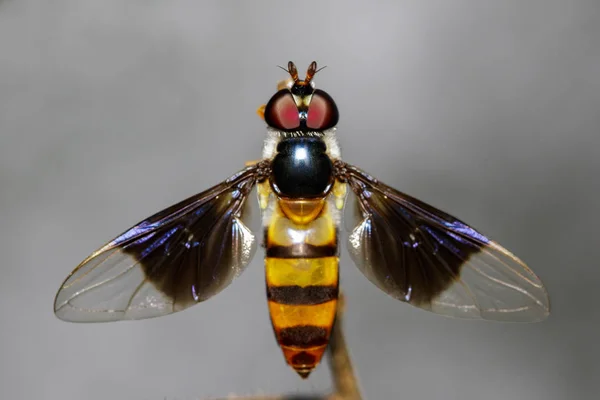 Image of a drosophila melanogaster on a branch. Insect Animal (D