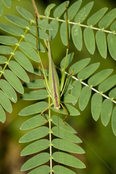 蚱蜢的形象 （小绿叶螽斯。，Orthelimaea leeu — 图库照片