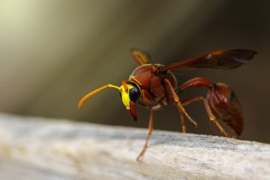 Görüntü Kuru kereste üzerinde potter wasp (Delta sp, Eumeninae). Böcek