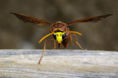 Görüntü Kuru kereste üzerinde potter wasp (Delta sp, Eumeninae). Böcek