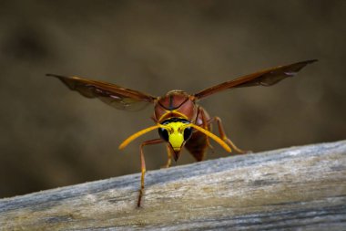 Görüntü Kuru kereste üzerinde potter wasp (Delta sp, Eumeninae). Böcek