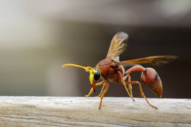Görüntü Kuru kereste üzerinde potter wasp (Delta sp, Eumeninae). Böcek