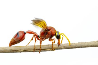 Potter wasp (Delta sp, Eumeninae) wh üzerinde Kuru dallar görüntüsünü