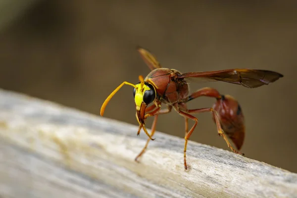 Image of potter wasp (Delta sp, Eumeninae) on dry timber. Insect