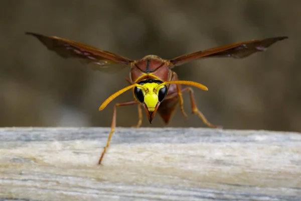 Immagine di vespa da vasaio (Delta sp, Eumeninae) su legno secco. Insetto — Foto Stock