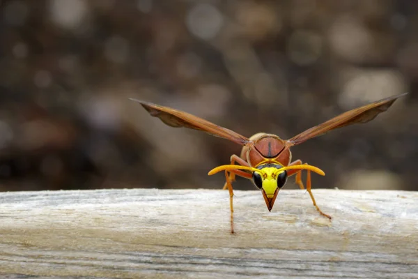 Image of potter wasp (Delta sp, Eumeninae) on dry timber. Insect — Stock Photo, Image