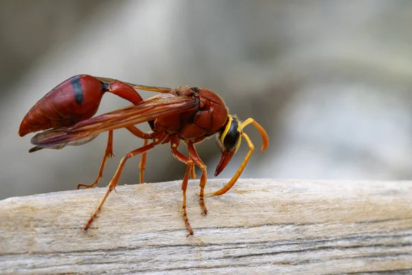 Gambar tawon tembikar (Delta sp, Eumeninae) pada kayu kering. Serangga — Stok Foto