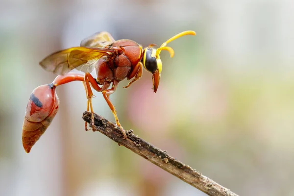 フタスジスズバチ (デルタ sp、Eumeninae) の乾燥した枝のイメージ。昆虫 — ストック写真