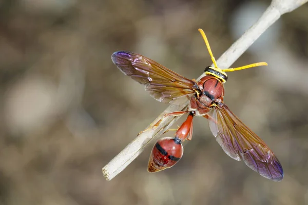 フタスジスズバチ (デルタ sp、Eumeninae) の乾燥した枝のイメージ。昆虫 — ストック写真