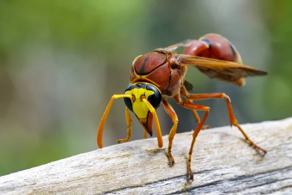 Imagen de avispa alfarera (Delta sp, Eumeninae) sobre madera seca. Insectos — Foto de Stock