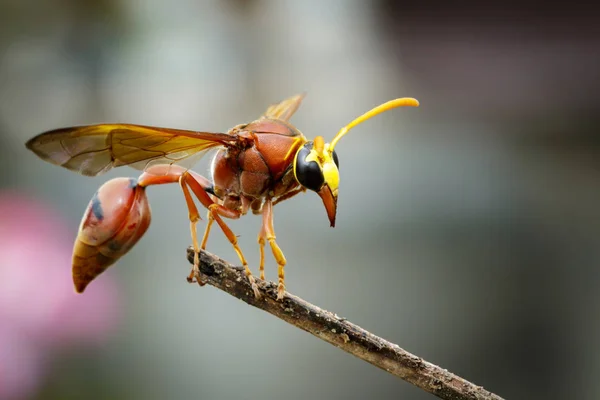 Immagine di vespa da vasaio (Delta sp, Eumeninae) su rami secchi. Inse — Foto Stock