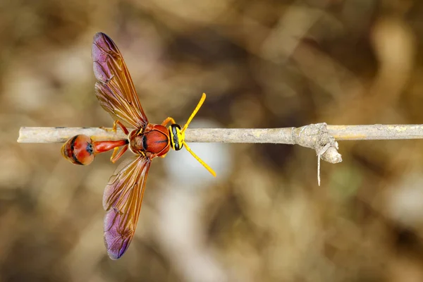 フタスジスズバチ (デルタ sp、Eumeninae) の乾燥した枝のイメージ。昆虫 — ストック写真