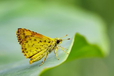 Görüntü ortak dartlet kelebek (Oriens gola Moore, 1877) üzerinde bir 
