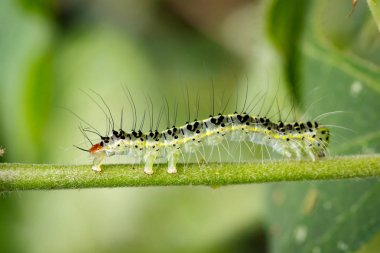 Görüntü üzerinde yeşil branche kıllı caterpillar (Eupterote testacea)