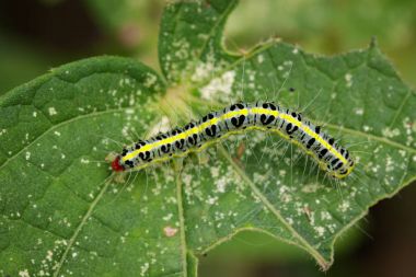 Image of Hairy caterpillar (Eupterote testacea) on green leaves. clipart