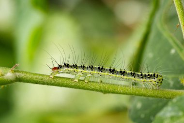 Görüntü üzerinde yeşil branche kıllı caterpillar (Eupterote testacea)
