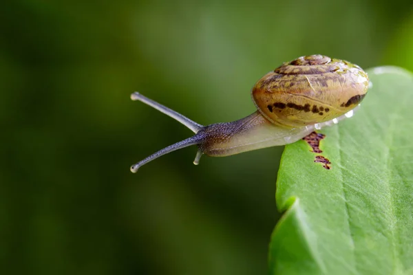 Zdjęcie ślimaka na zielony liść. Reptile zwierzęta. — Zdjęcie stockowe