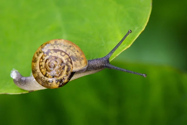 Imagem de caracol em uma folha verde. Réptil animal . — Fotografia de Stock