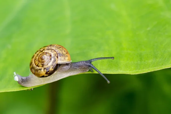 Bild av snigel på ett grönt blad. Reptil djur. — Stockfoto