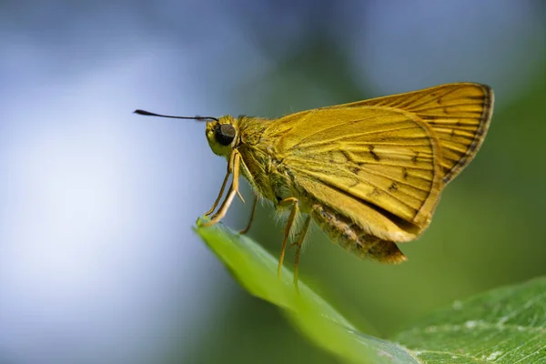 Imagen de la mariposa de dardo común (Oriens gola Moore, 1877) en una g — Foto de Stock