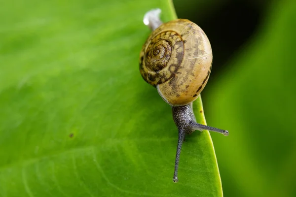 Image of snail on a green leaf. Reptile Animal. — Stock Photo, Image