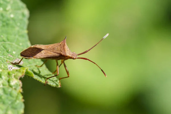 Imagen de Cletus trigonus (Hemiptera) sobre una hoja verde sobre la naturaleza b — Foto de Stock