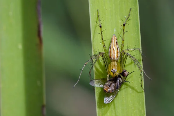 Imagen de oxyopidae spider going to eat fly on green leaves. Inse. —  Fotos de Stock