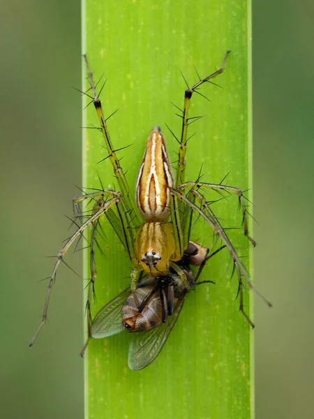 Gambar laba-laba oxyopidae akan makan terbang di atas daun hijau. Inse — Stok Foto