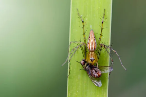 Imagen de oxyopidae spider going to eat fly on green leaves. Inse. — Foto de Stock