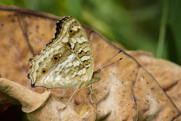 Imagen de mariposa marrón (Satyridae) sobre hojas secas. Insecto animal — Foto de Stock