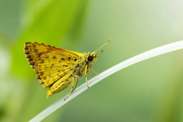 Imagen de la mariposa de dardo común (Oriens gola Moore, 1877) en un — Foto de Stock