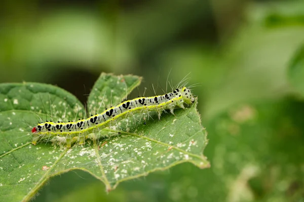 Bild der behaarten Raupe (Eupterote testacea) auf grünen Blättern. — Stockfoto