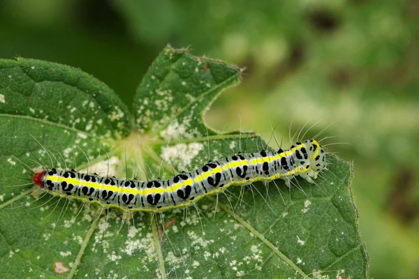 Obrázek Chlupaté housenky (Eupterote testacea) na zelených listech. — Stock fotografie