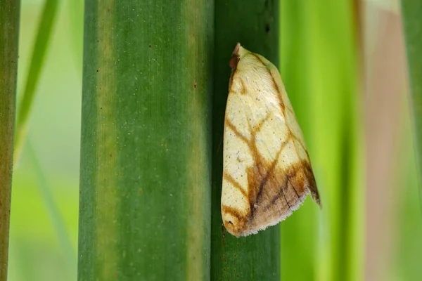 Image de papillon nocturne (Lasiocampidae) sur des feuilles vertes. Insectes — Photo