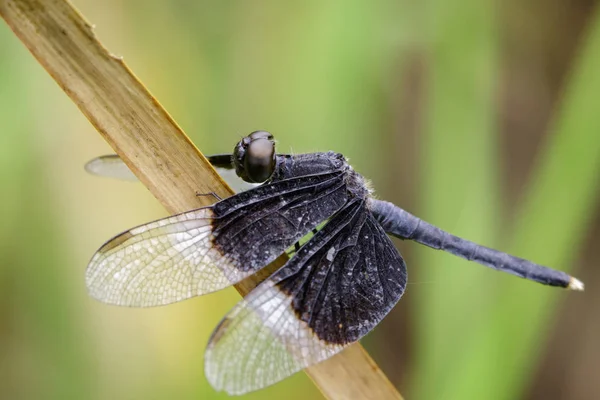 Imagen de Pied Paddy Skimmer Dragonfly (Neurothemis Tullia) en seco —  Fotos de Stock