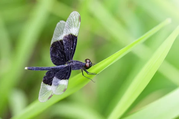 Изображение Pied Paddy Skimmer Dragonfly (Neurothemis Tullia) на gr — стоковое фото