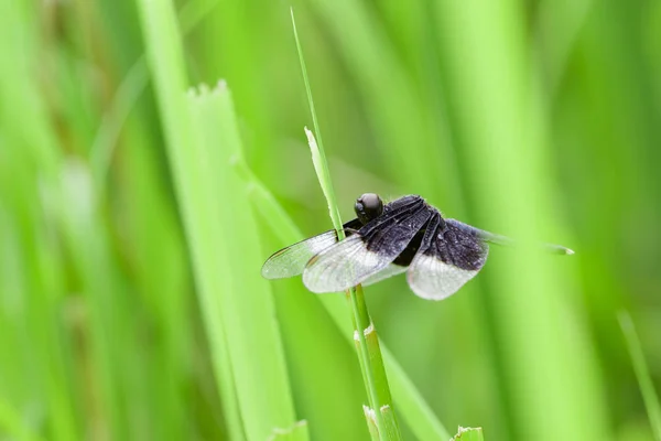Image de Pied Paddy Skimmer Dragonfly (Neurothemis Tullia) sur gr — Photo