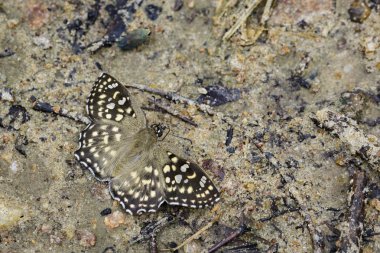 Benekli açı kelebek (Caprona agama agama Moore görüntü,