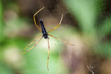 Görüntü siyah örümcek (Nephila kuhlii Doleschall, 185