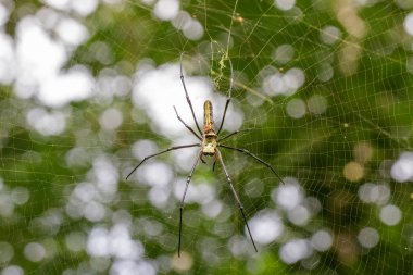 Örümcek Nephila Maculata, adet uzun çeneli Orb-weaver (f görüntüsünü