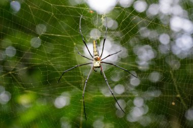 Örümcek Nephila Maculata, adet uzun çeneli Orb-weaver (f görüntüsünü