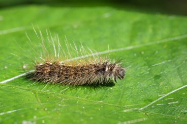 Kıllı caterpillar (Eupterote testacea) yeşil yaprakları üzerinde görüntü.