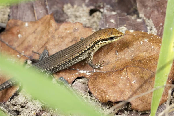 Imagem de um lagarto jardim comum (Scincidae) em folhas secas. Réptil — Fotografia de Stock